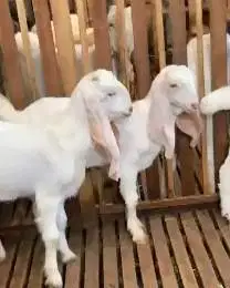3 ekor anakan kambing etawa senduro 5-6 bln 1 jantan 2 betina rawatan