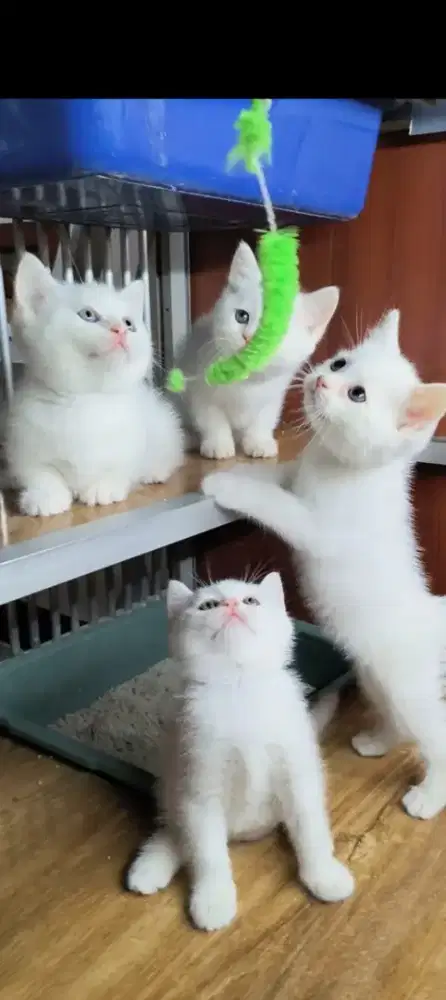 3 ekor Ns munchkin 2 jantan 1 bety