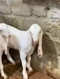 3 ekor bibit kambing etawa senduro 5-6 bln 1 jantan 2 betina superan