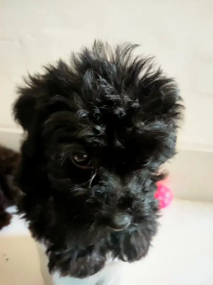 Jual Anjing Poodle Asli