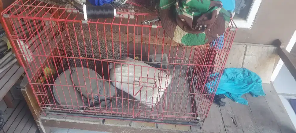 Dijual kandang kucing