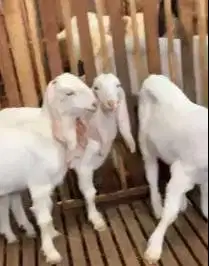 3 ekor anakan kambing etawa senduro 5-6 bln 1 jantan 2 betina superan