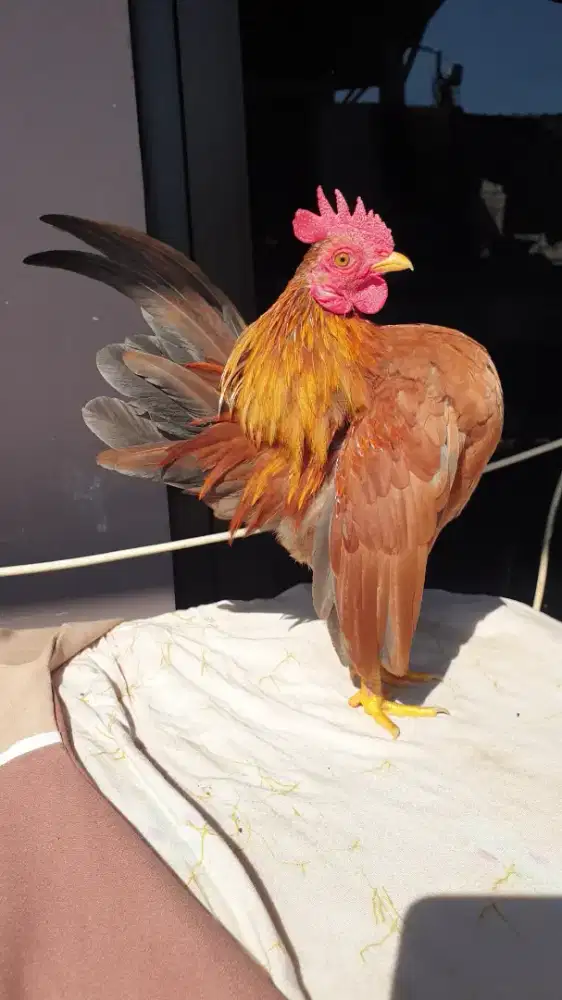 Ayam serama selam jantan