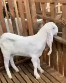 3 ekor anakan kambing etawa senduro 5-6 bln 1 jantan 2 betina superan