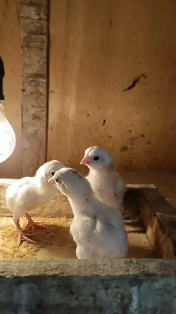Anak asel parrot blt calon mewah