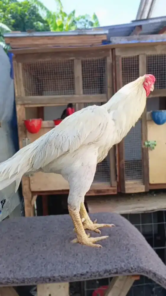 Anak asel parrot blt calon mewah 450 satu pasang