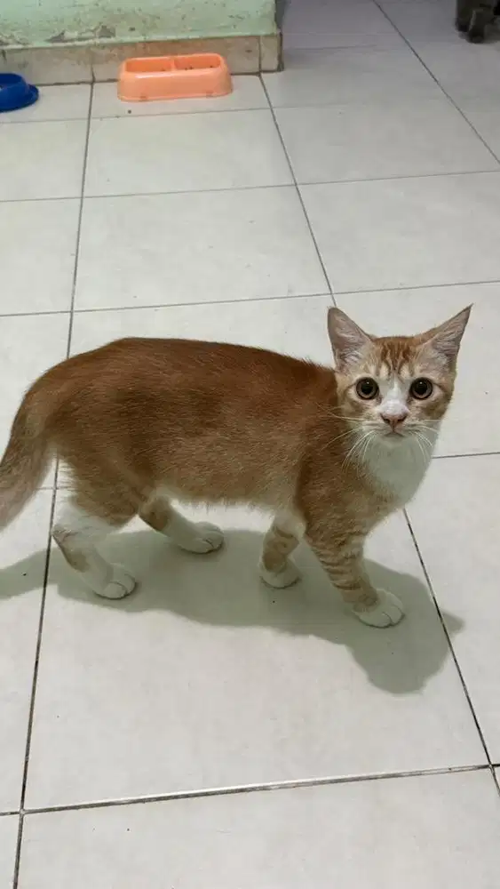 Open adopt kucing oren jantan sudah steril