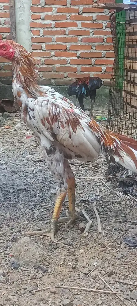 AYAM JANTAN EKOR LIDI ORI