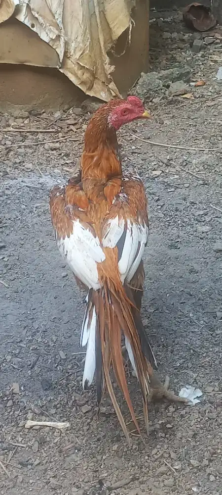 AYAM JANTAN EKOR LIDI SEMPRANG ORI