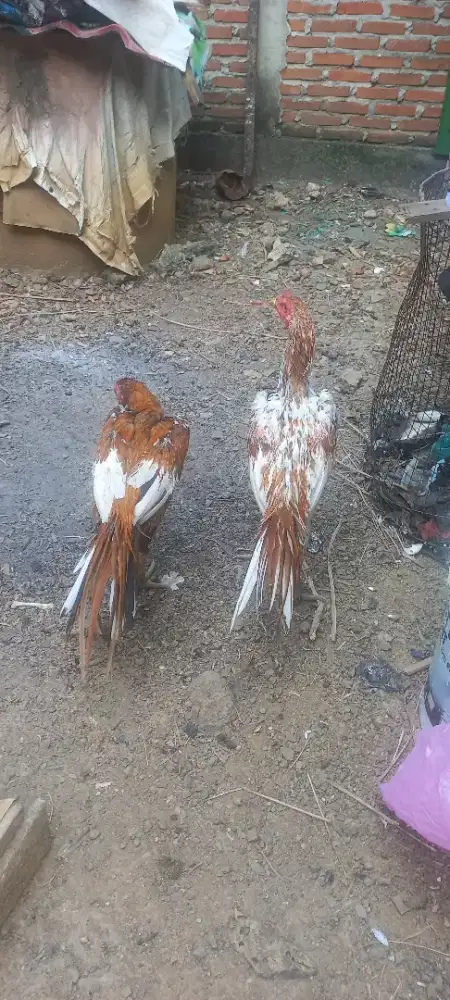 AYAM EKOR LIDI ORI