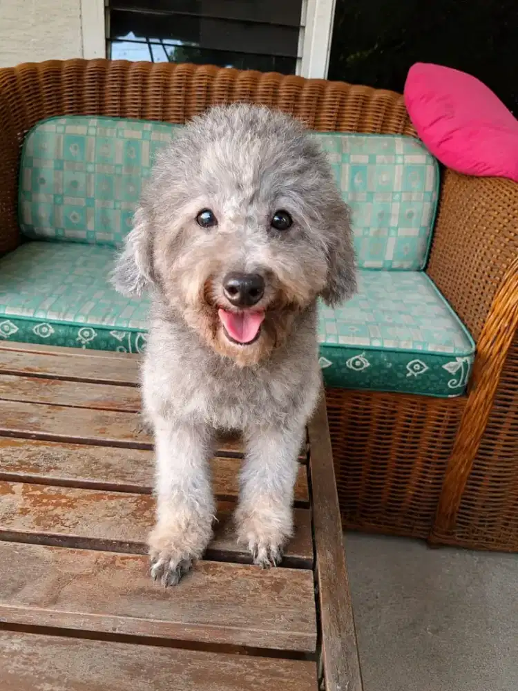 Toy Poodle Silver