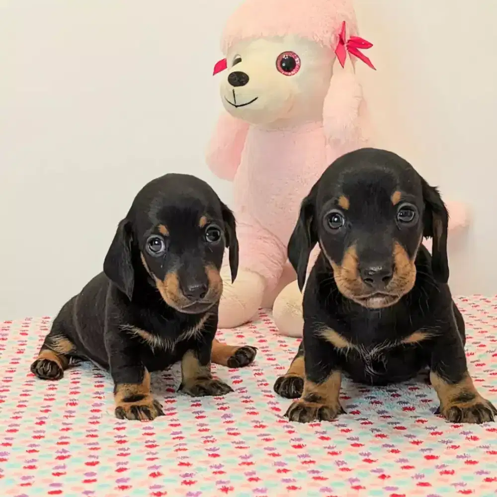 ANJING MINI TEKEL