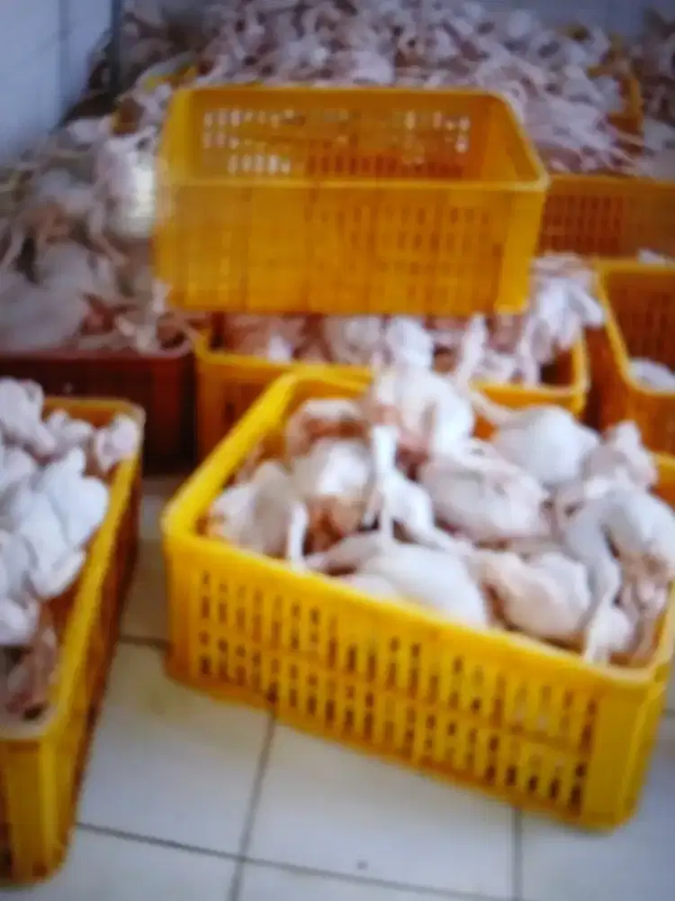 HELPER OB  RPA AYAM