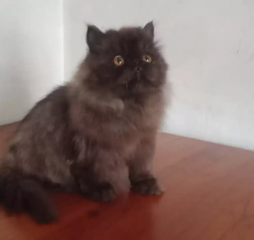 Peaknose Jantan
