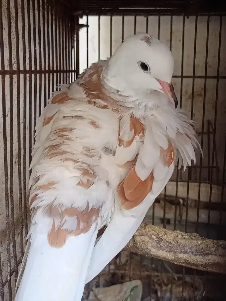 Puter Blorok, Puter Putih Albino MM Speck Gacor Dor