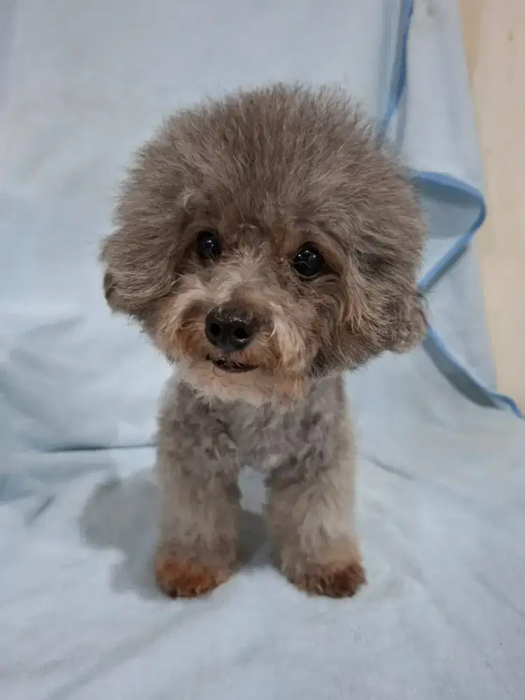 Toy Poodle Silver