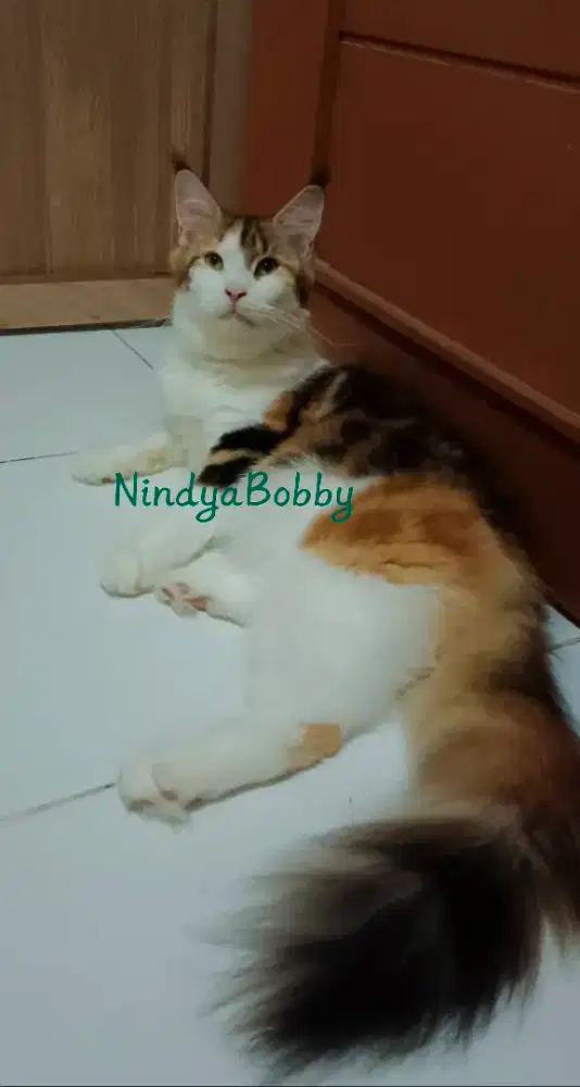 Kucing Mainecoon Female Pedigree