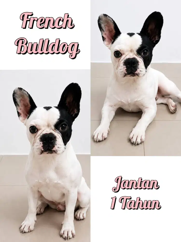 JUAL FRENCH BULLDOG