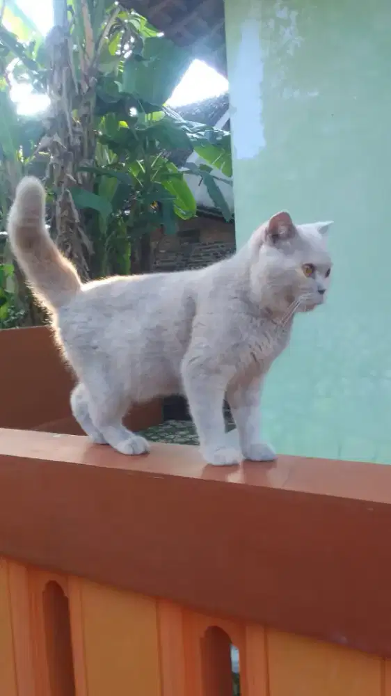 BRITISH SHORTHAIR BETINA BSH BETINA LILAC