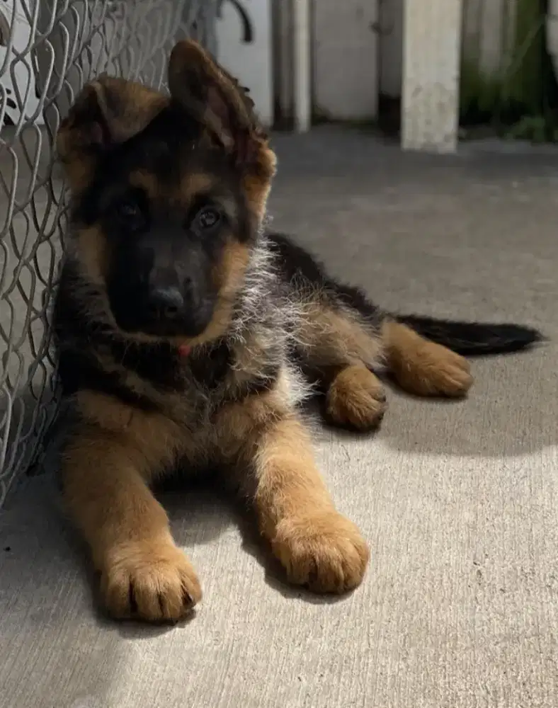 DIJUAL ANAK ANJING HERDER