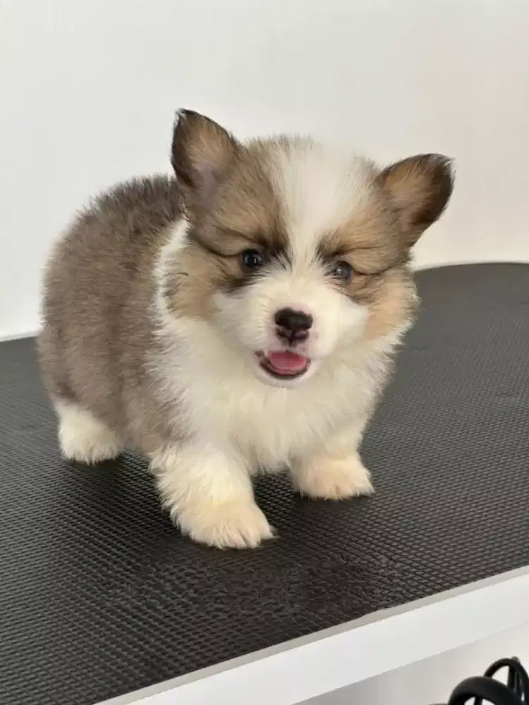 ANJING WELSH CORGI