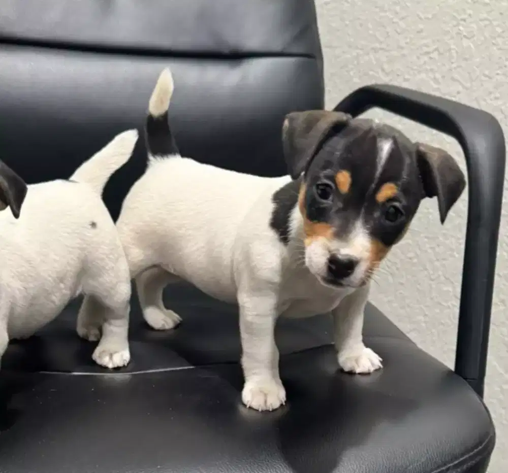 ANJING JACK RUSSEL