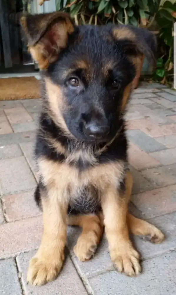 DIJUAL ANAK ANJING HERDER