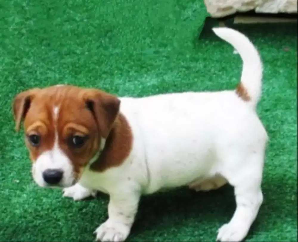 ANJING JACK RUSSEL