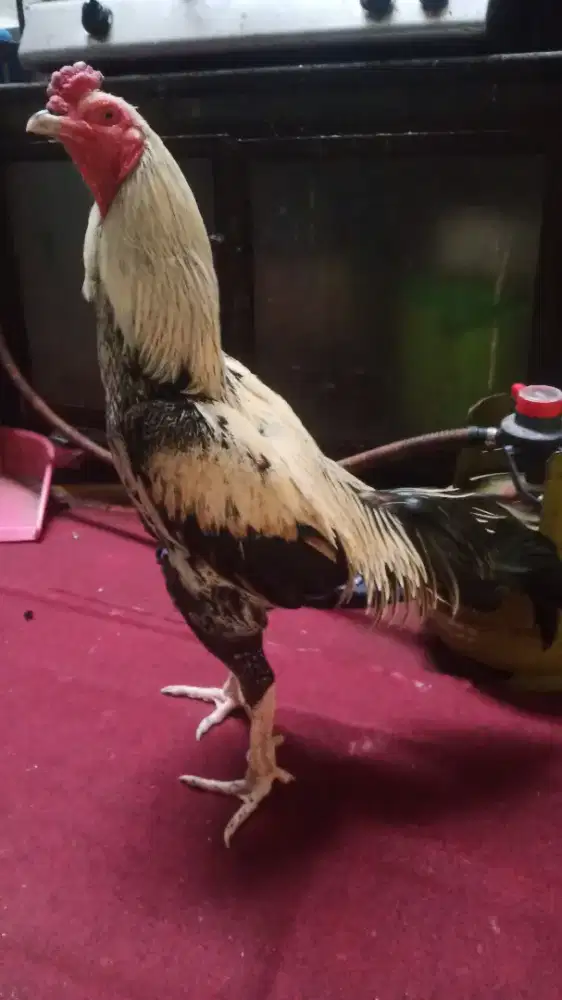 Ayam bangkok menangan