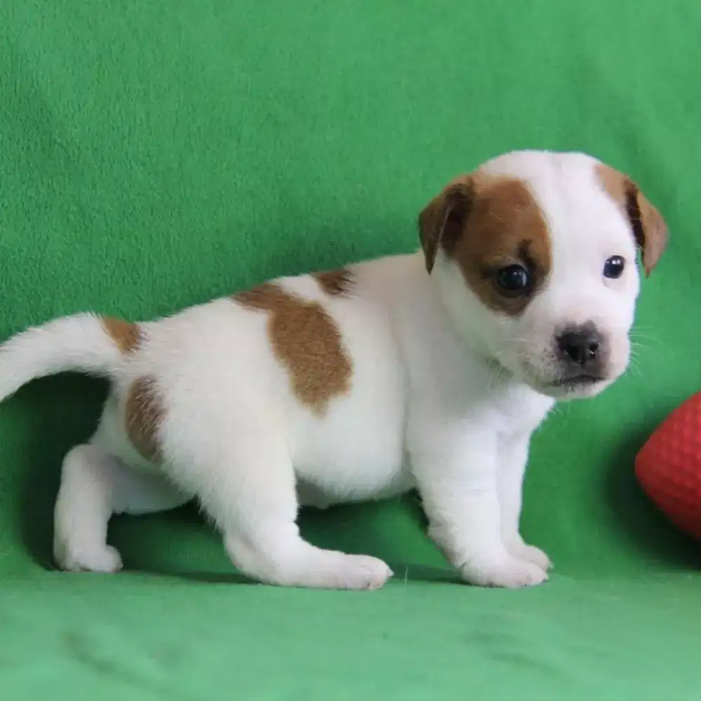 ANJING JACK RUSSEL