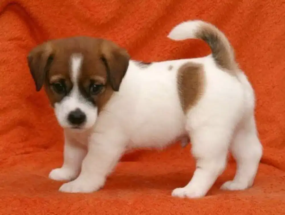 ANJING JACK RUSSEL