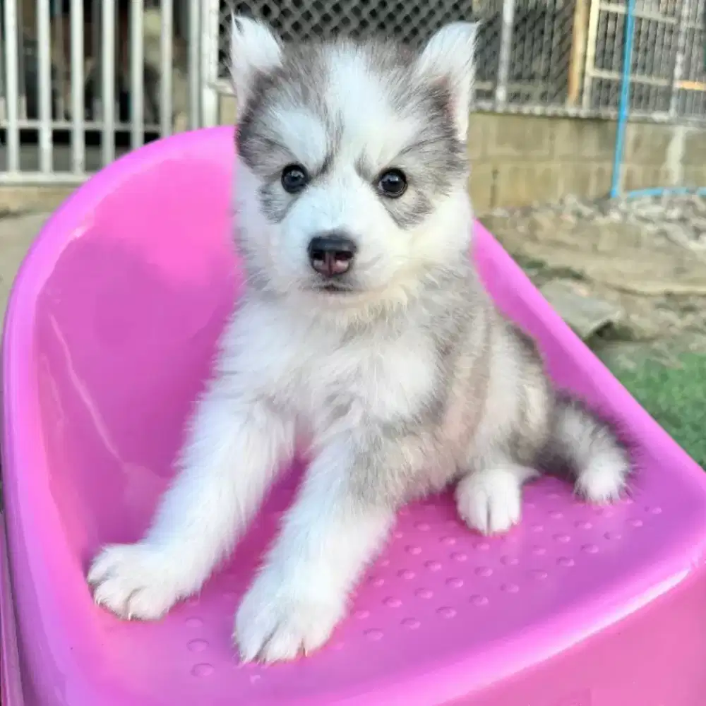 ANJING SIBERIAN HUSKY