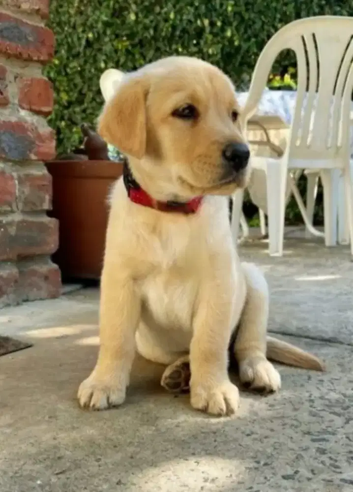 DIJUAL ANAK ANJING LABRADOR RETRIEVER