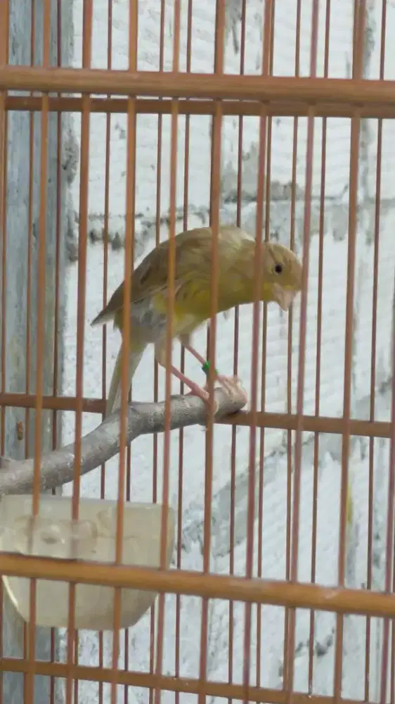 Burung kenari sfbbsf x lokal paud gembling