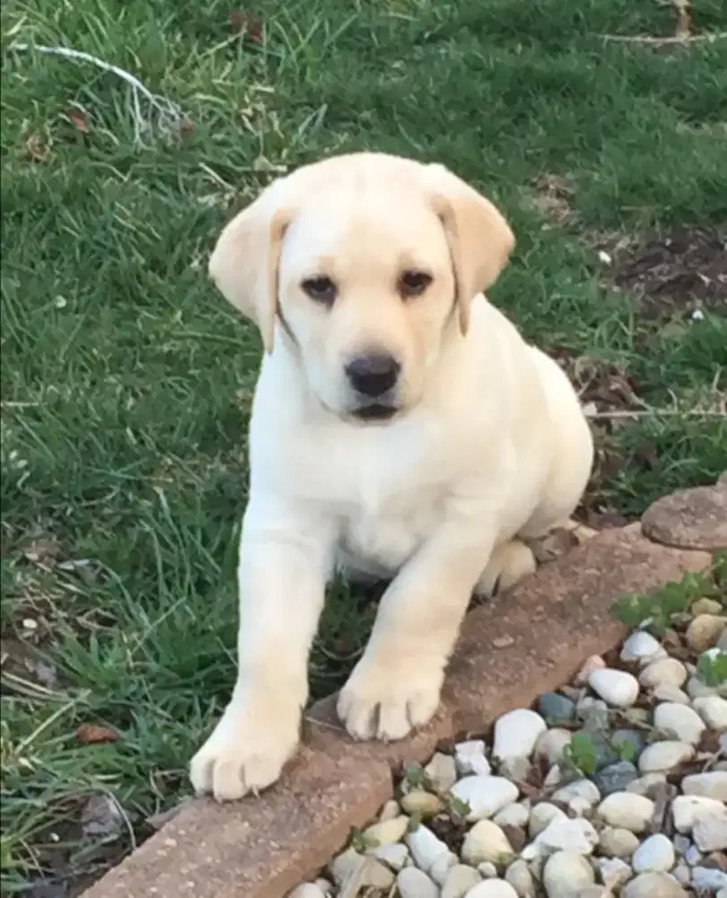 DIJUAL ANAK ANJING LABRADOR RETRIEVER
