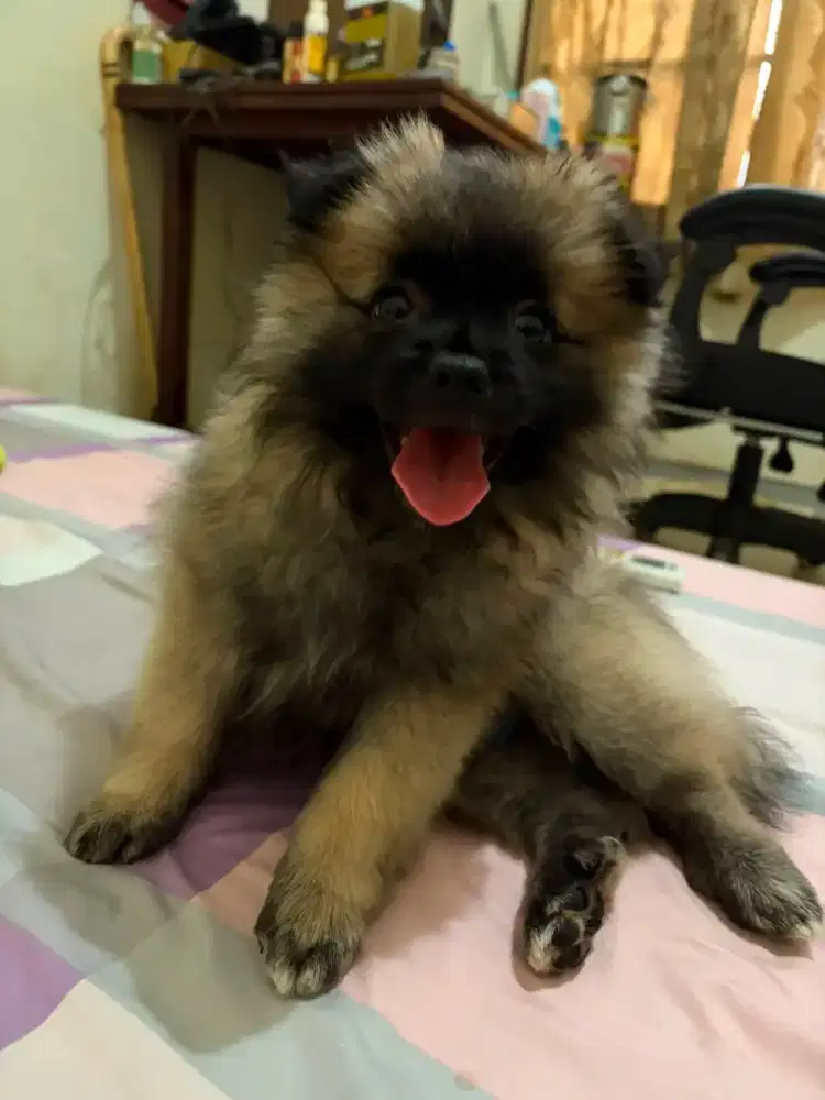 MINIPOM 2,5BLN JANTAN