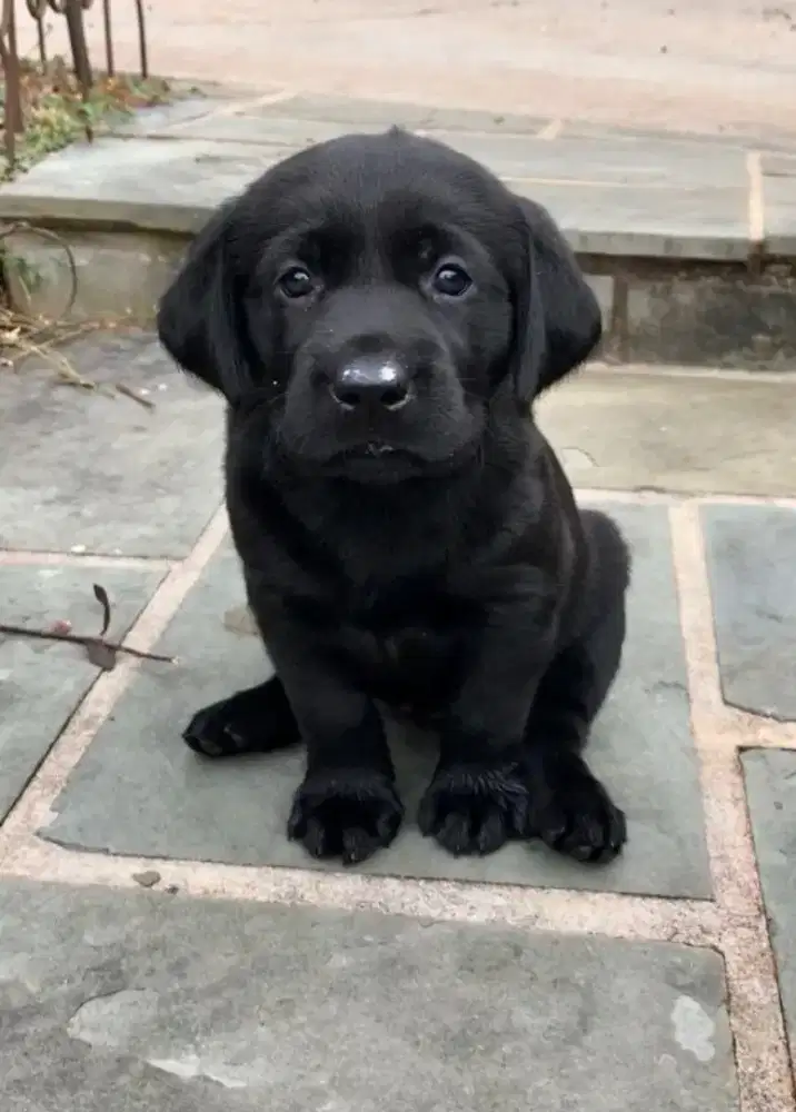 DIJUAL ANAK ANJING LABRADOR RETRIEVER