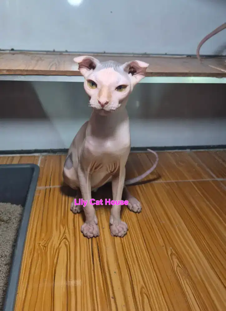 Levkoy, Sphynx kitten jantan