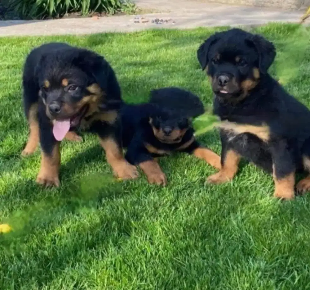 DIJUAL ANAK ANJING ROTTWEILER