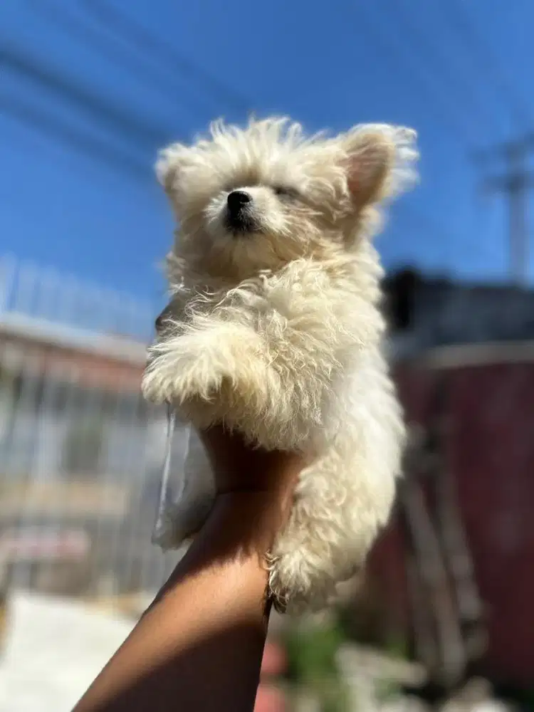 Jual anjing maltipom asli