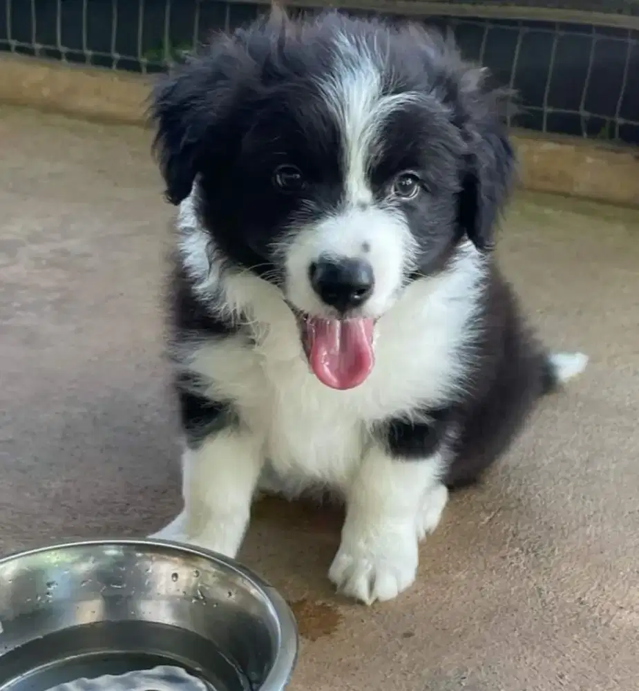 DIJUAL ANAK ANJING BORDER COLLIE