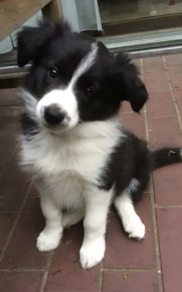 DIJUAL ANAK ANJING BORDER COLLIE