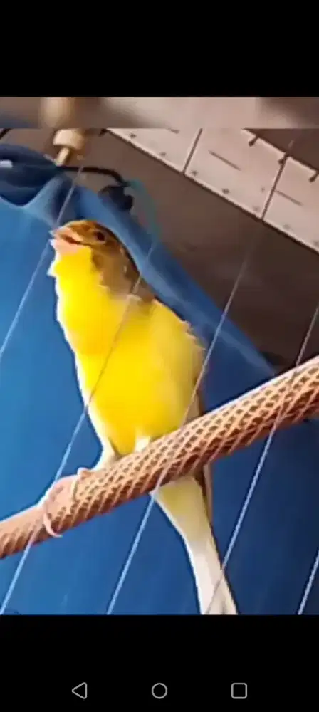 Kenari AF bond kuning