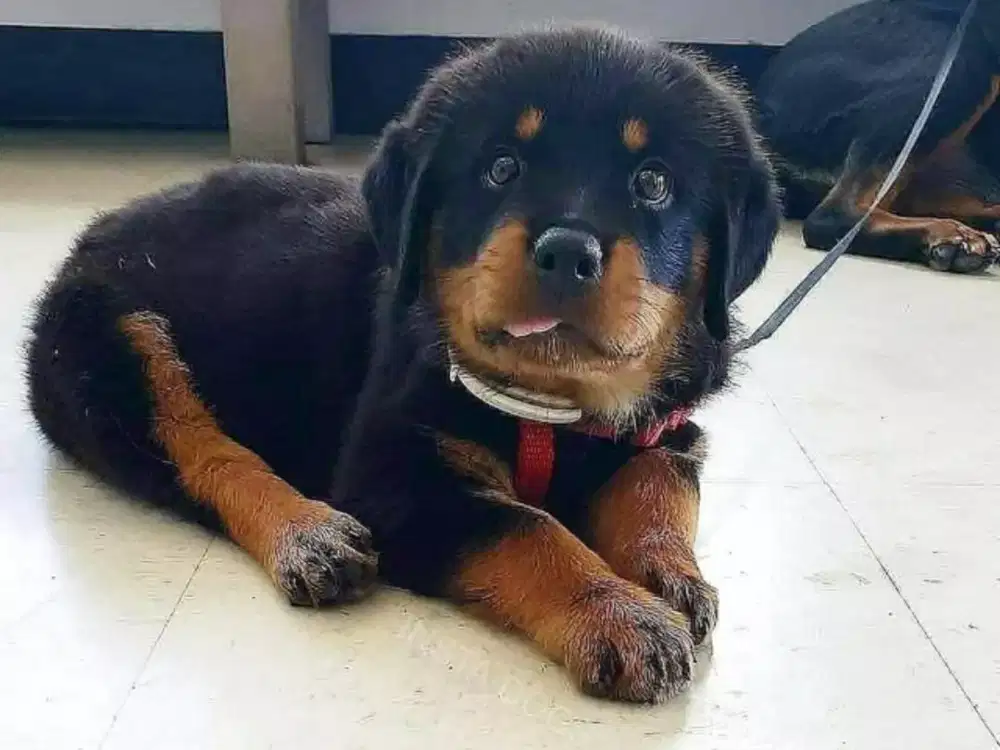 ANJING ROTTWEILER