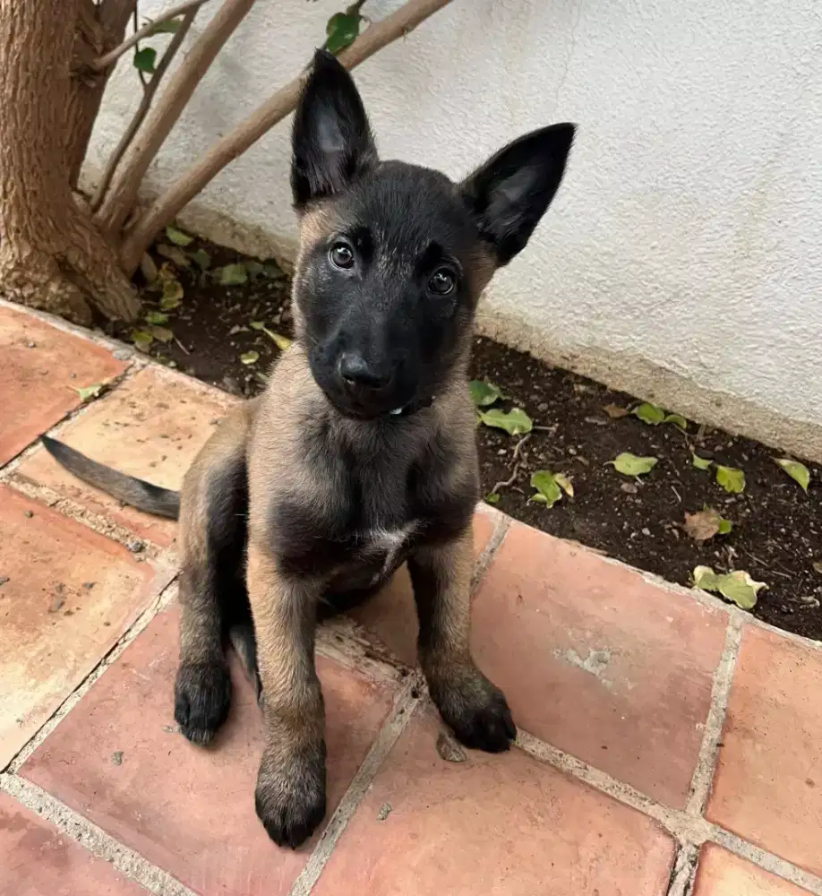ANJING BELGIAN MALINOIS