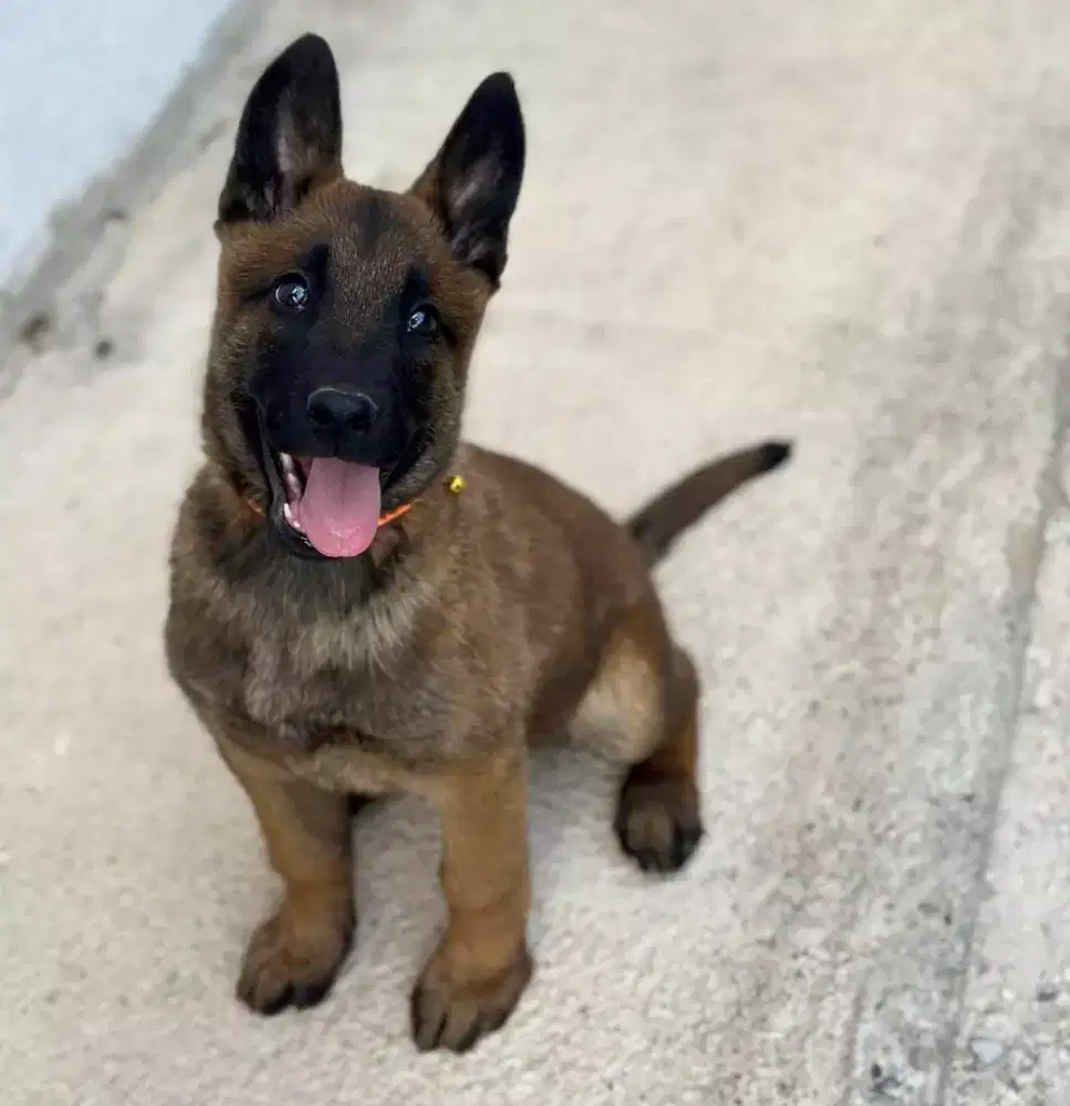 ANJING BELGIAN MALINOIS