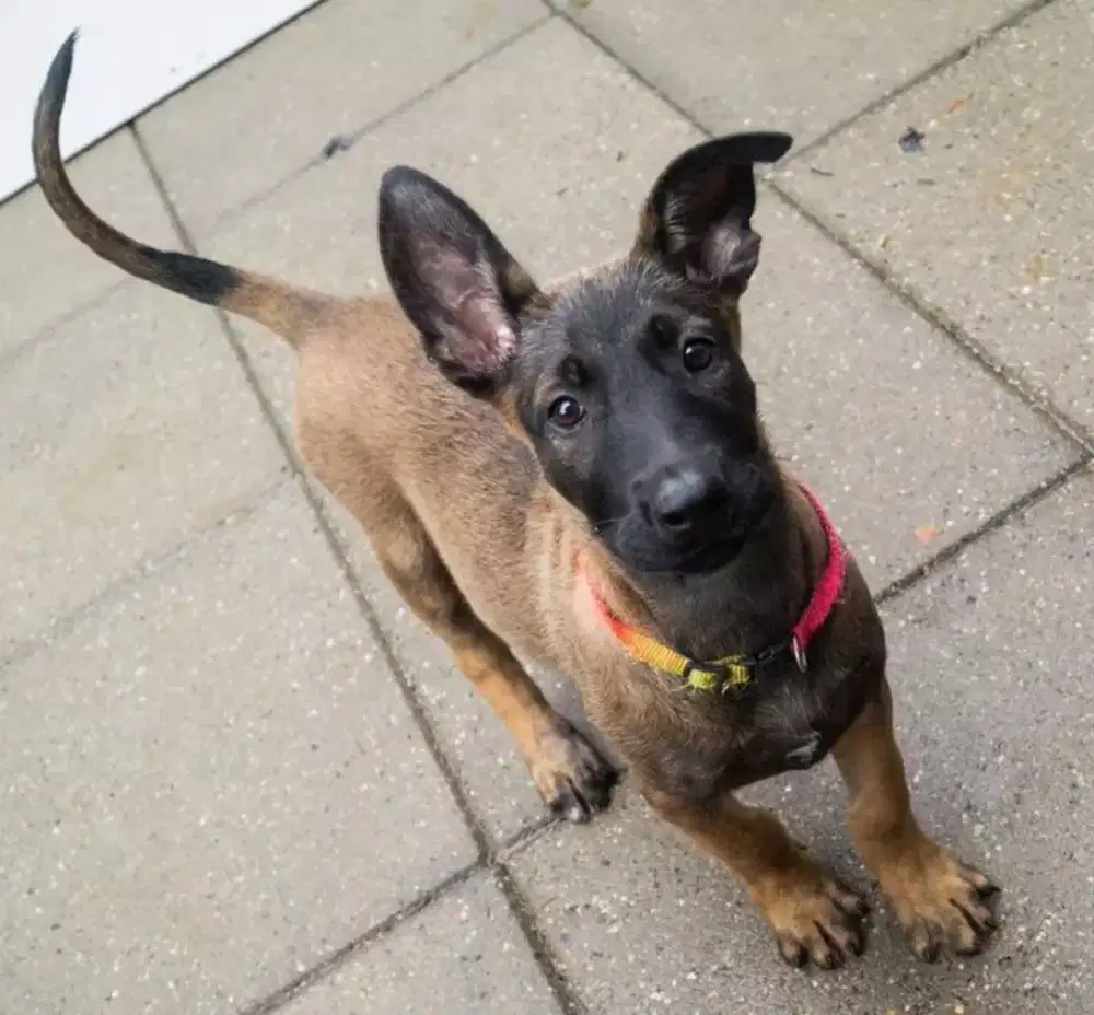 ANJING BELGIAN MALINOIS