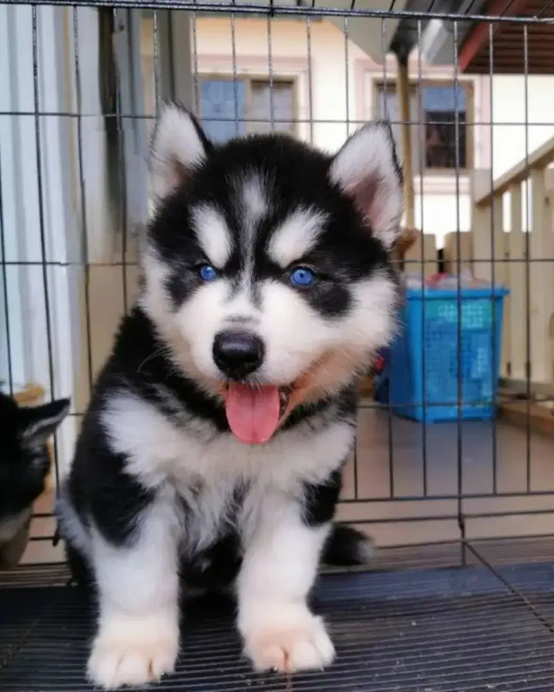 DIJUAL ANAK ANJING SIBERIAN HUSKY