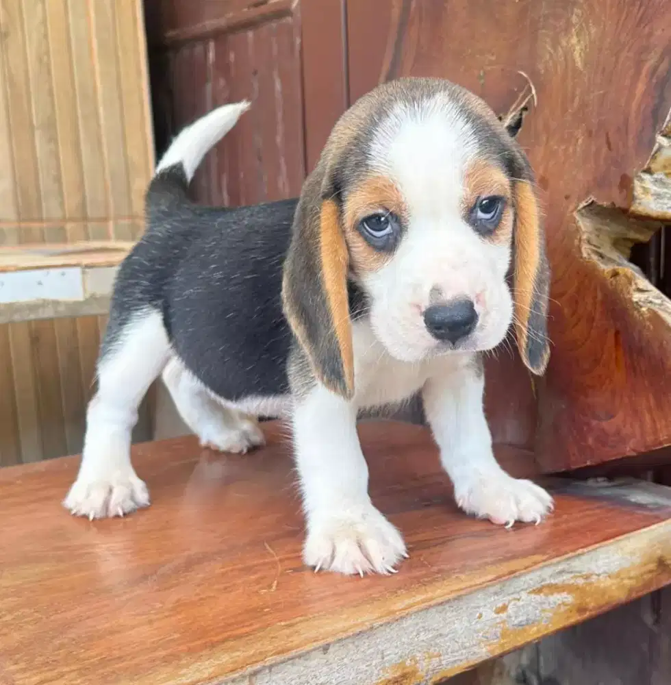 ANJING BEAGLE LUCU