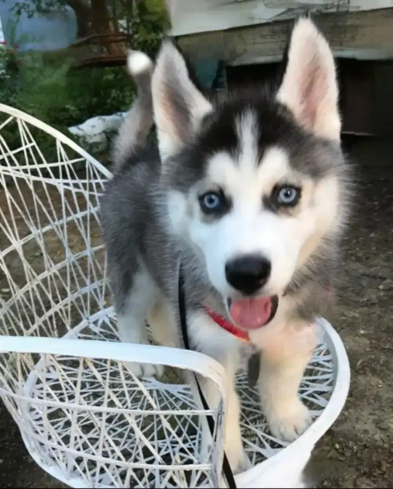 DIJUAL ANAK ANJING SIBERIAN HUSKY